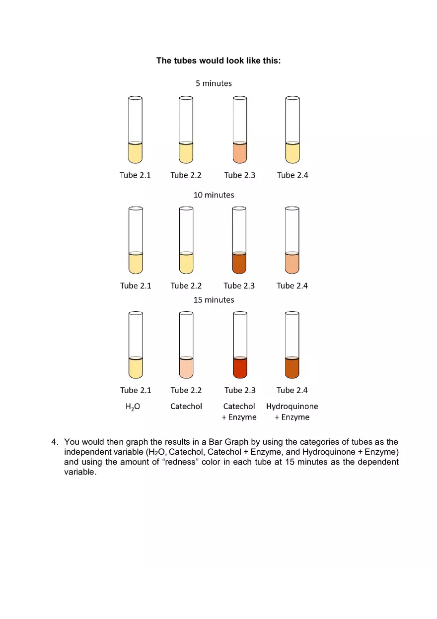 Lab 06 - Enzyme Activity - Page 12