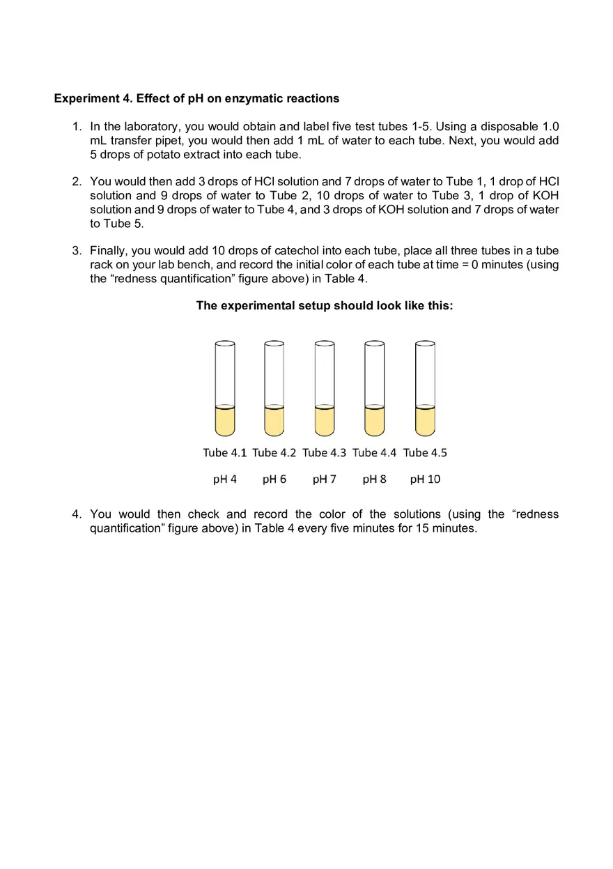Lab 06 - Enzyme Activity - Page 15