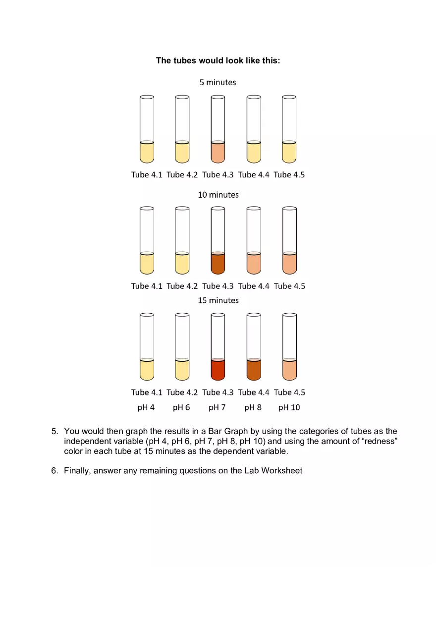 Lab 06 - Enzyme Activity - Page 16