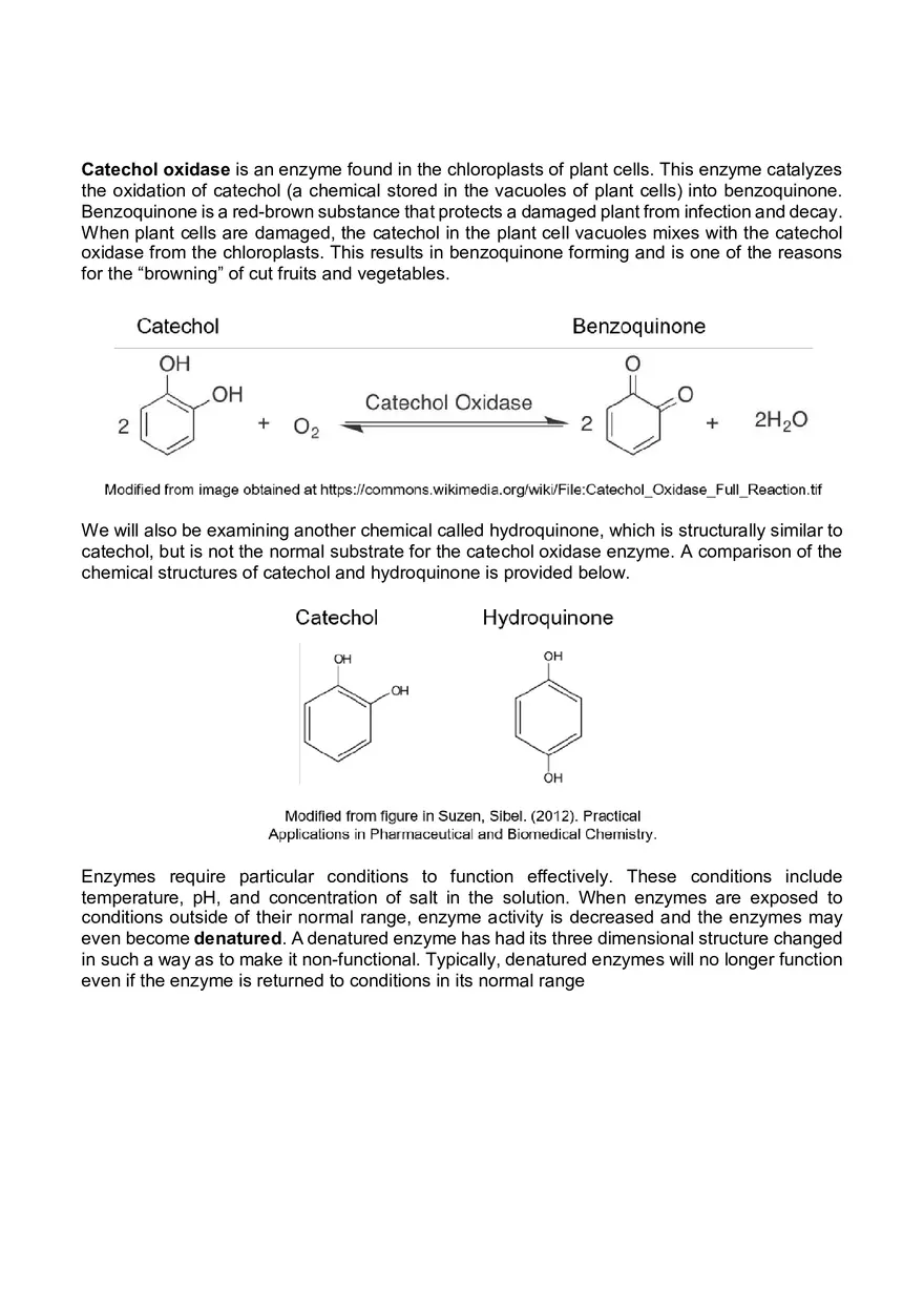 Lab 06 - Enzyme Activity - Page 2