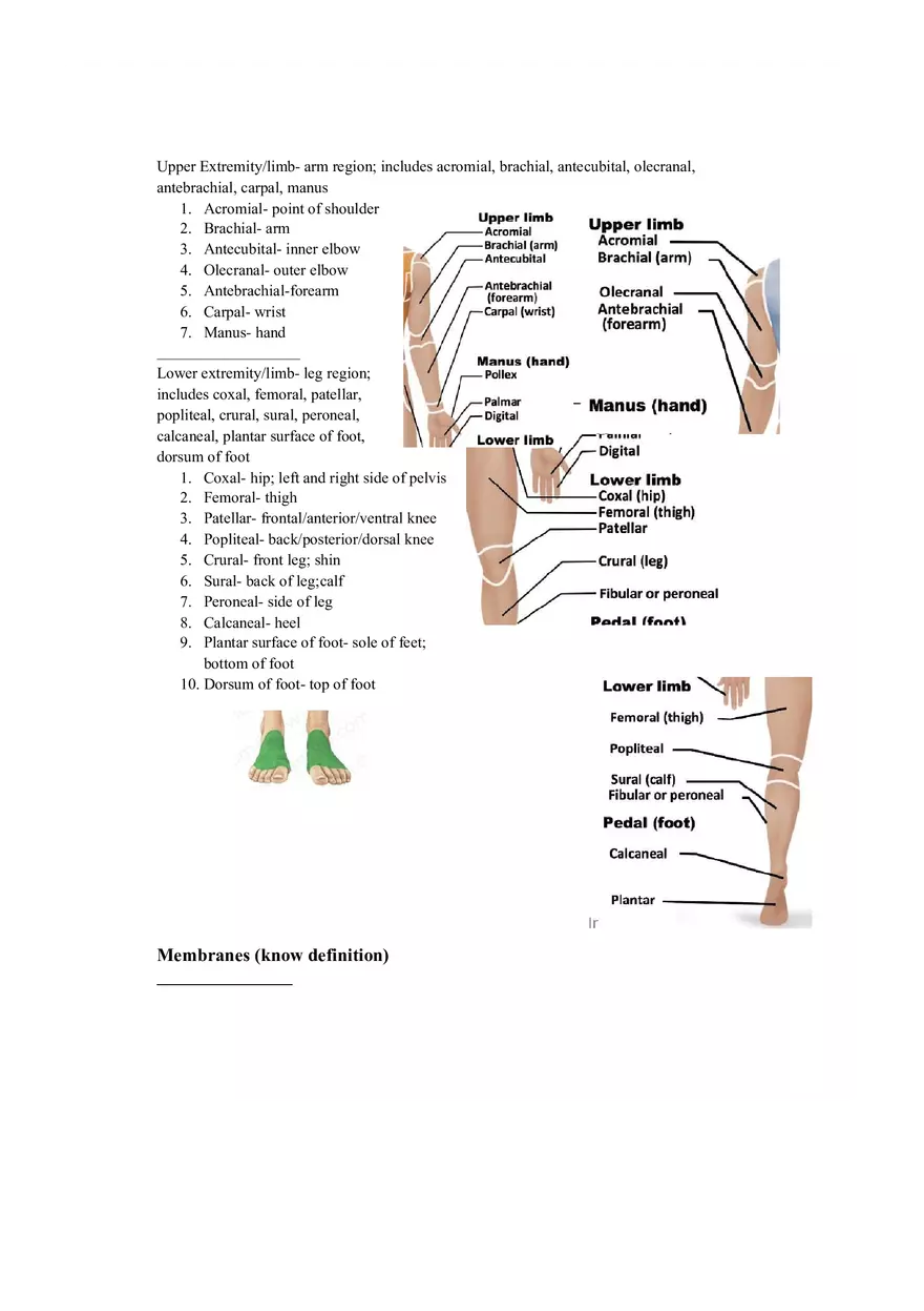 Lab 1 Quiz - Anatomy Physiology Review - Page 9