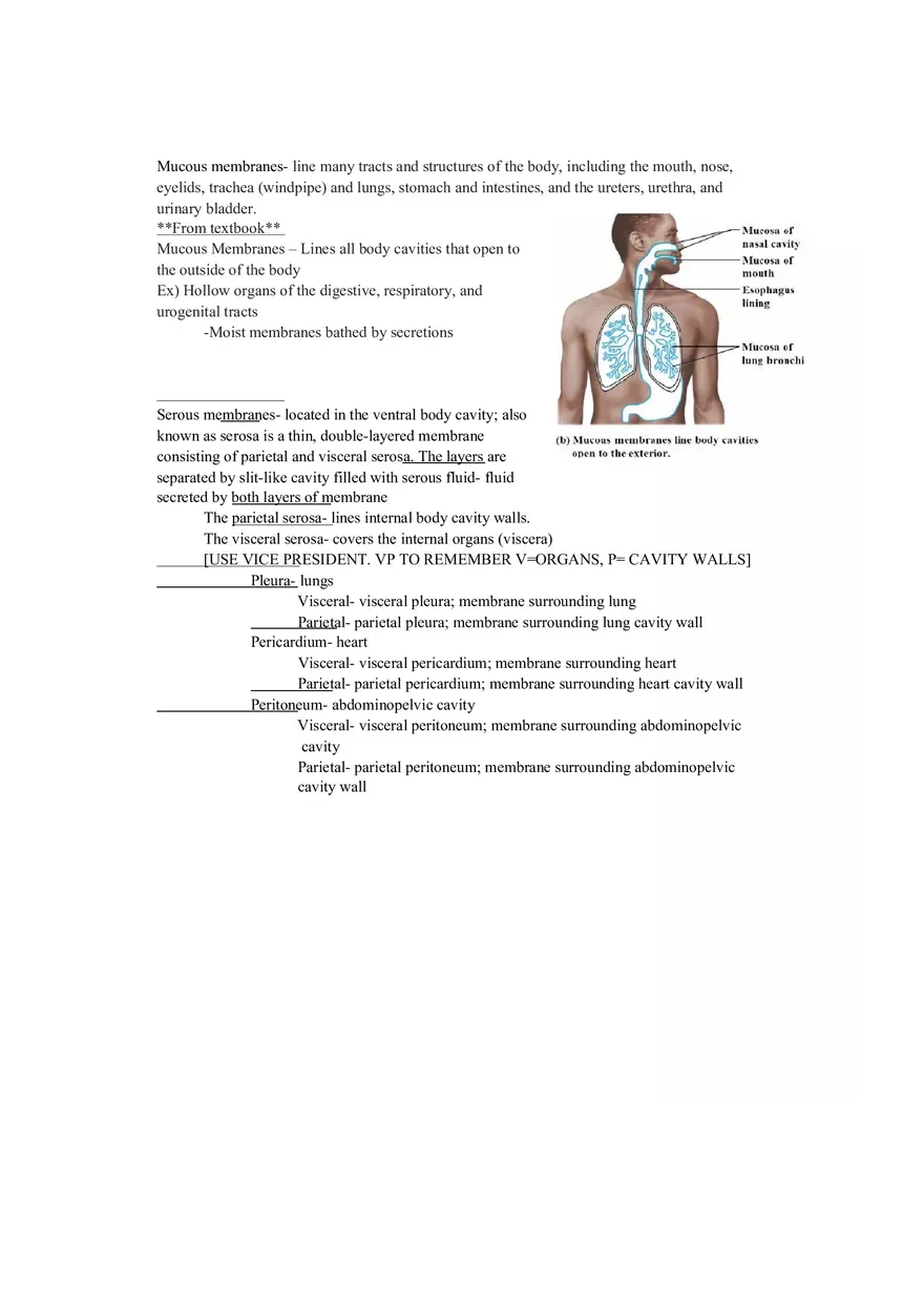 Lab 1 Quiz - Anatomy Physiology Review - Page 10