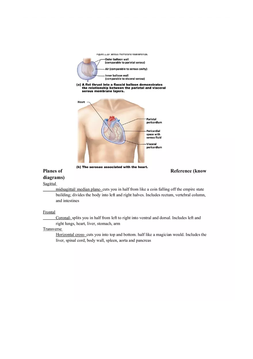 Lab 1 Quiz - Anatomy Physiology Review - Page 11
