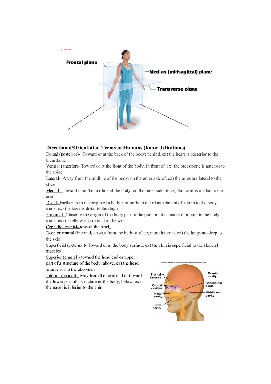 Lab 1 Quiz - Anatomy Physiology Review - Page 12