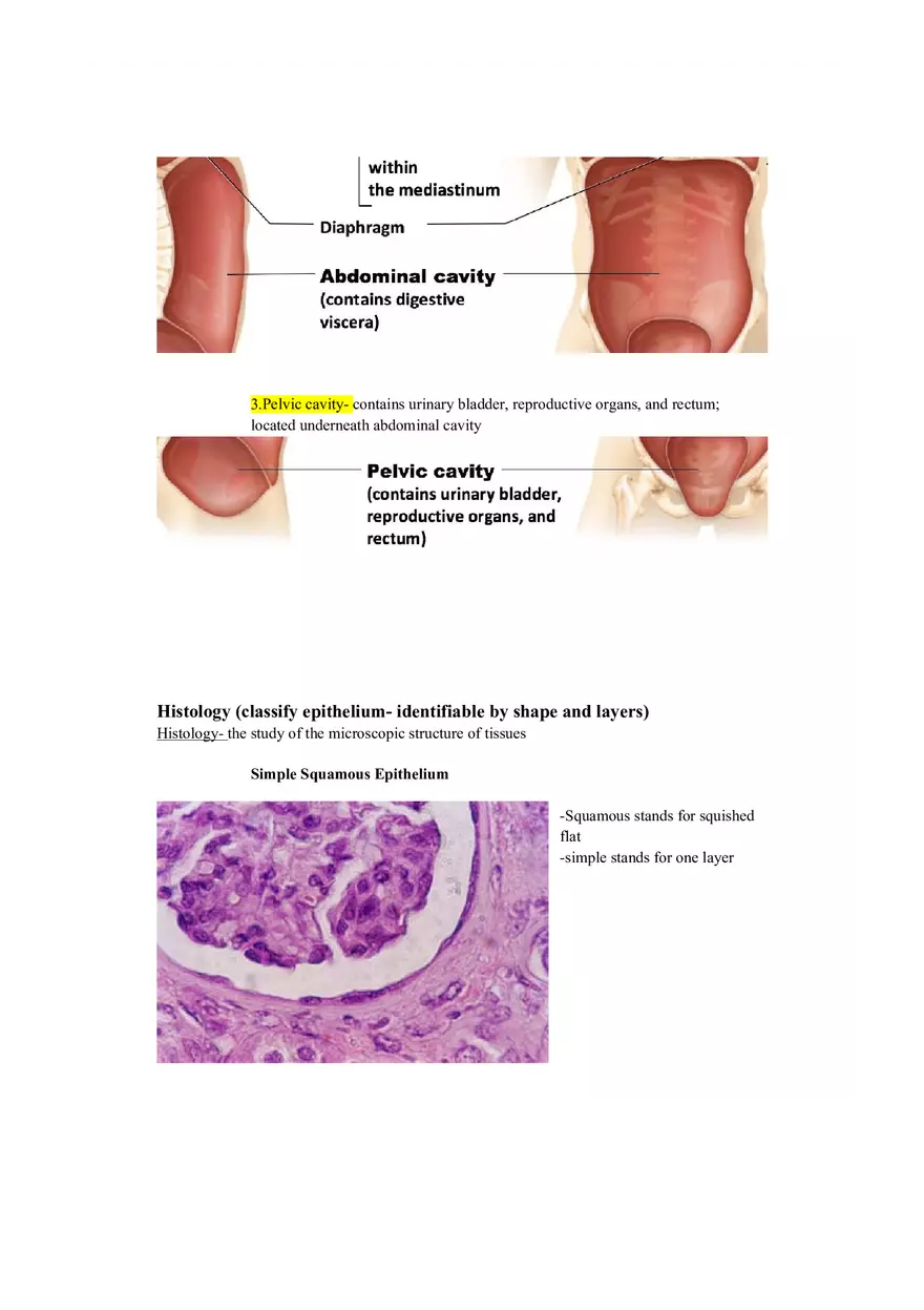 Lab 1 Quiz - Anatomy Physiology Review - Page 14