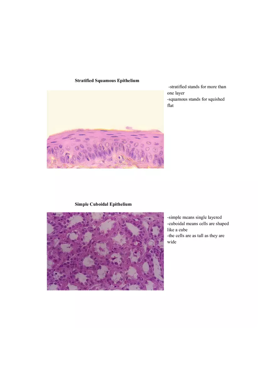 Lab 1 Quiz - Anatomy Physiology Review - Page 15