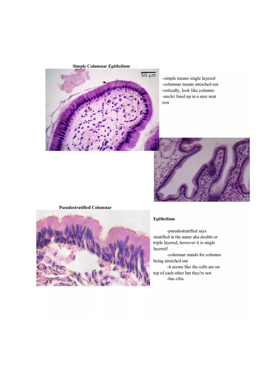 Lab 1 Quiz - Anatomy Physiology Review - Page 16