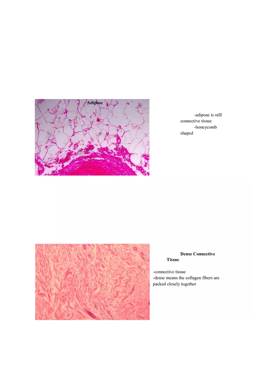 Lab 1 Quiz - Anatomy Physiology Review - Page 4