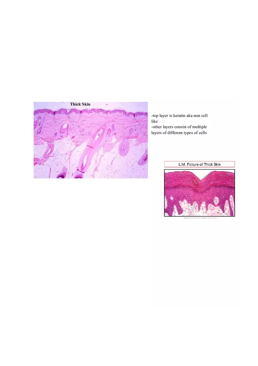 Lab 1 Quiz - Anatomy Physiology Review - Page 5