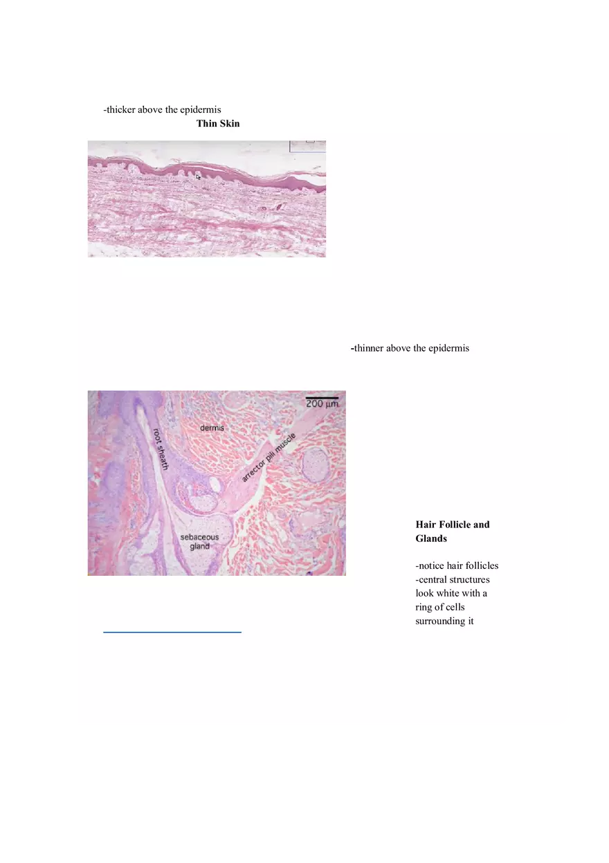 Lab 1 Quiz - Anatomy Physiology Review - Page 6