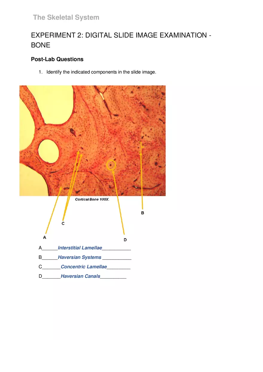 Lab 6 The Skeletal System - Page 11