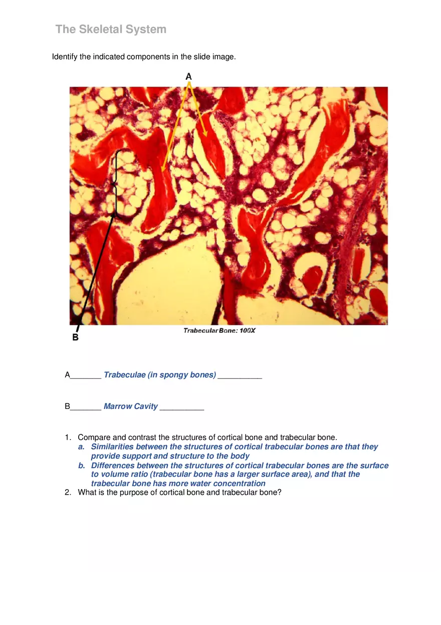 Lab 6 The Skeletal System - Page 12