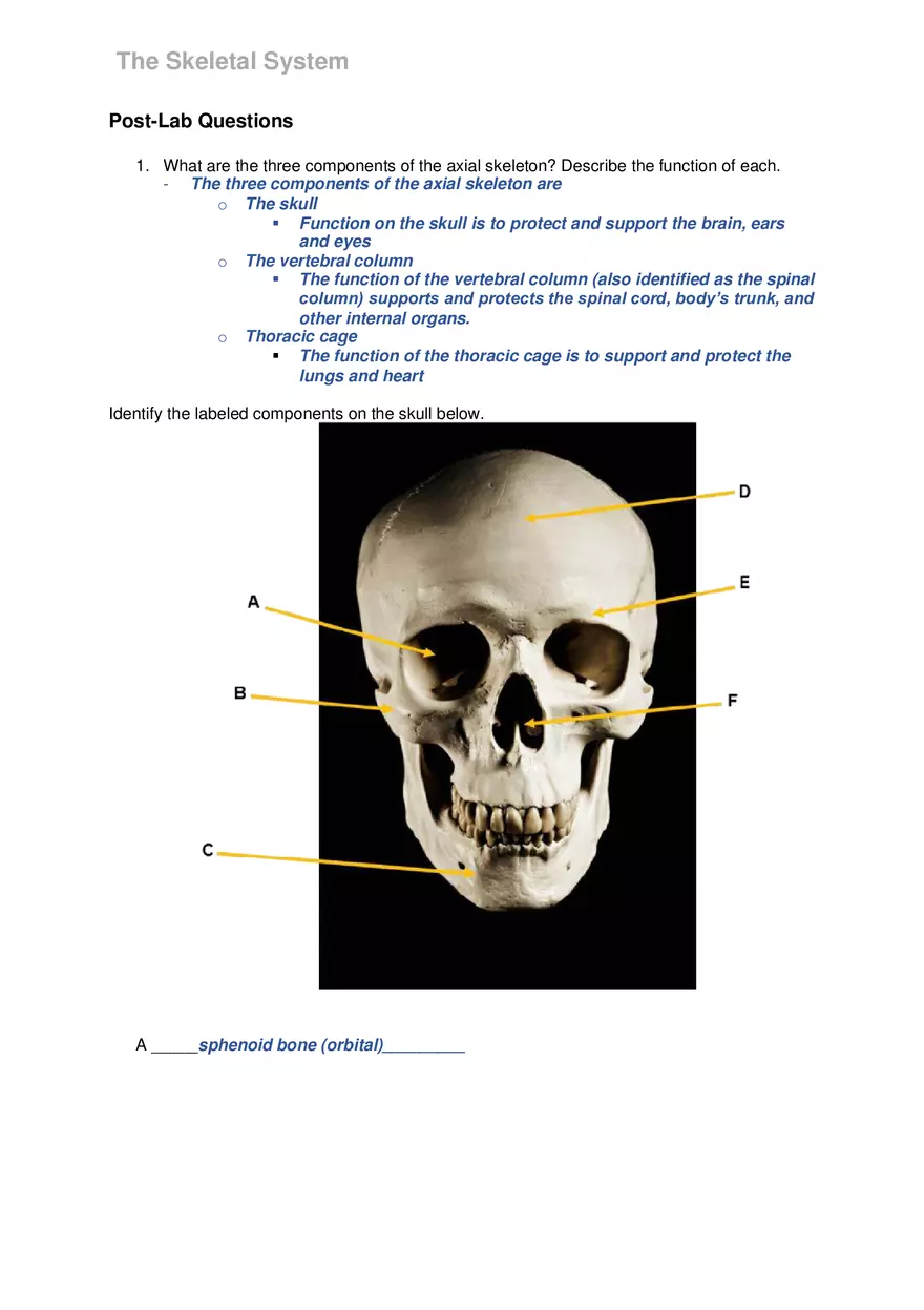 Lab 6 The Skeletal System - Page 4