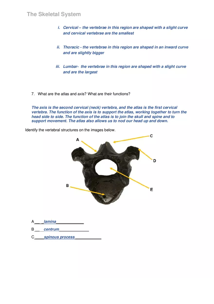 Lab 6 The Skeletal System - Page 6