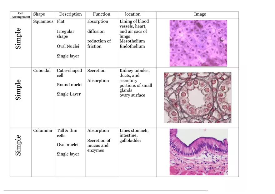 Epithelial Tissue Chart for Histology - Page 1