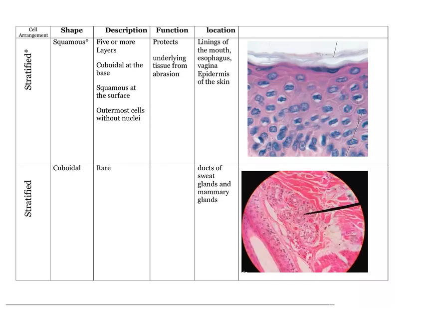 Epithelial Tissue Chart for Histology - Page 2