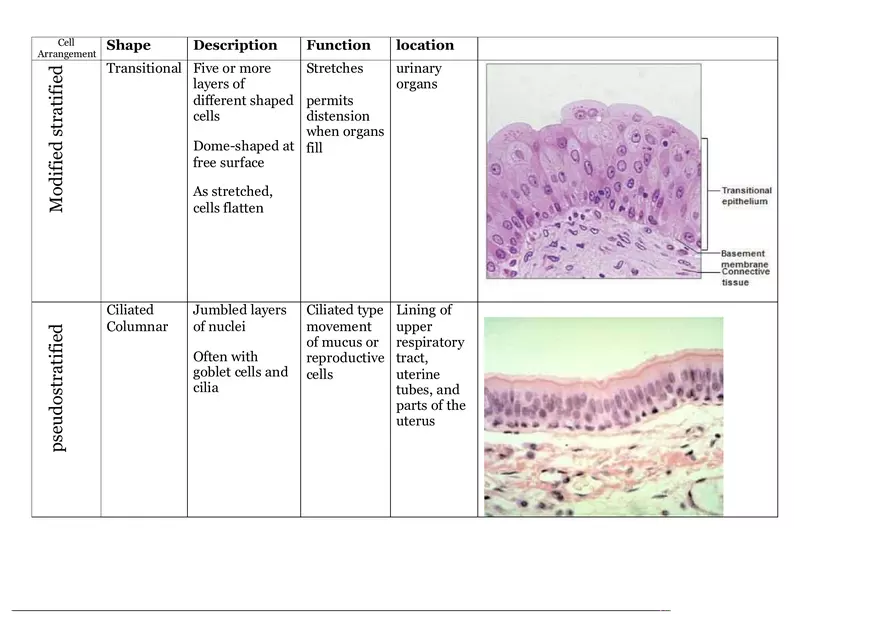 Epithelial Tissue Chart for Histology - Page 3