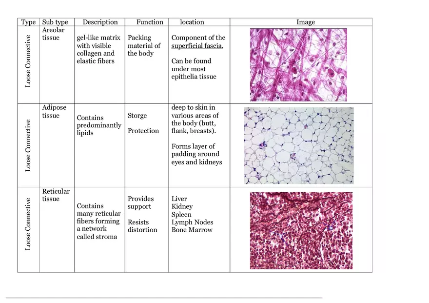 Epithelial Tissue Chart for Histology - Page 4