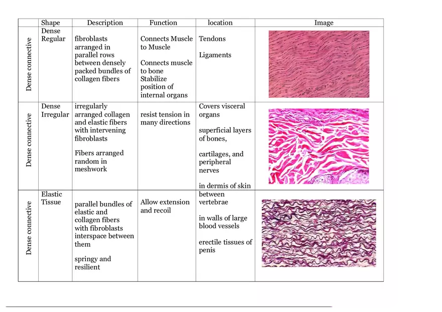 Epithelial Tissue Chart for Histology - Page 5