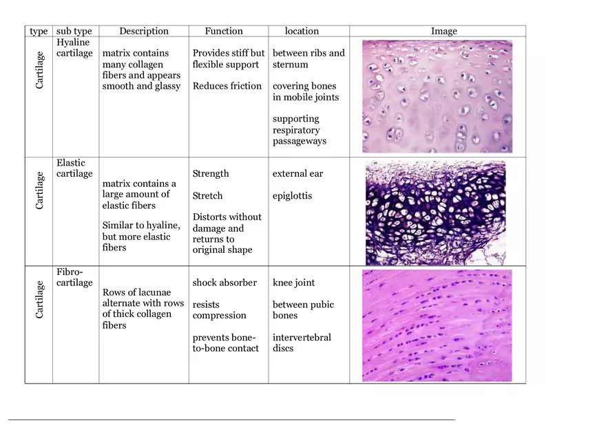 Epithelial Tissue Chart for Histology - Page 6