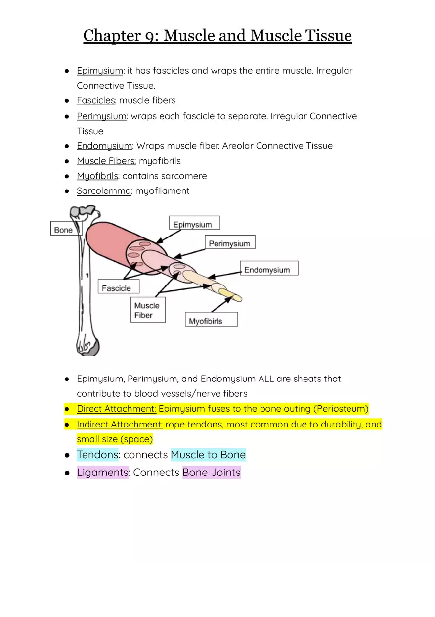 Chapter 9 Muscle and Muscle Tissue, Anatomy and Physiology - Page 1