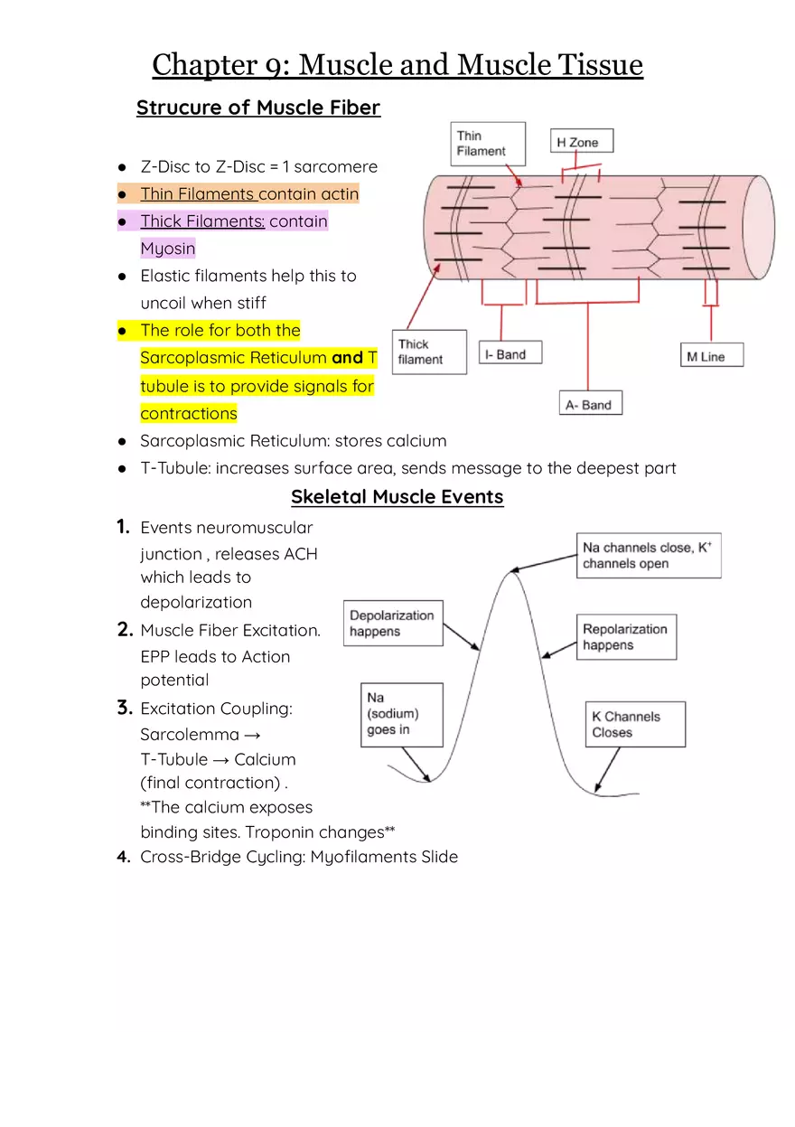 Chapter 9 Muscle and Muscle Tissue, Anatomy and Physiology - Page 2