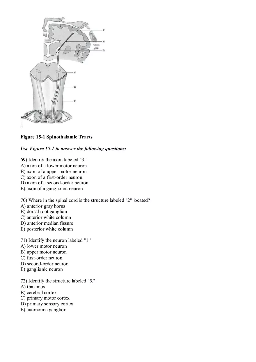 Sensory Pathway Exam Questions - Page 3
