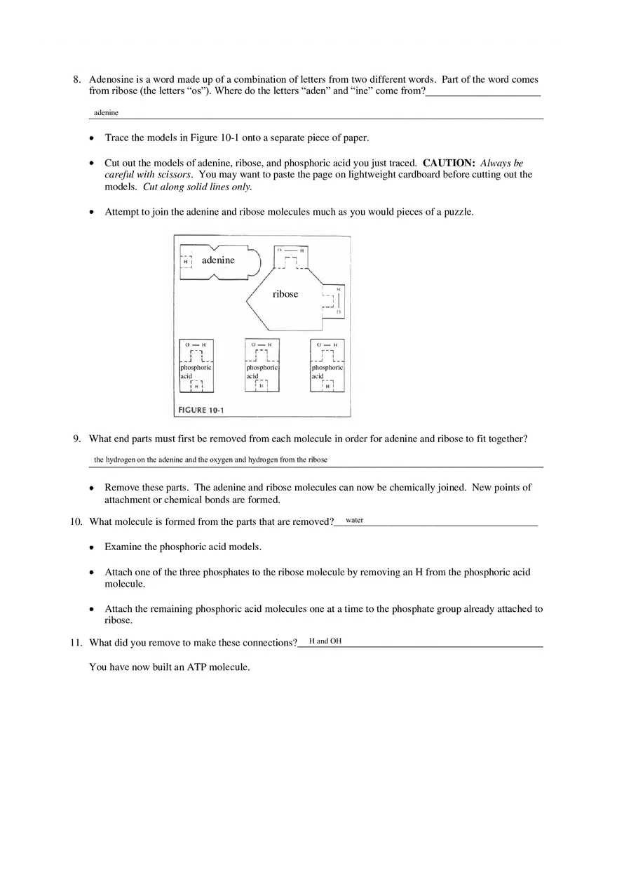 Cell Energy Worksheet - Page 3