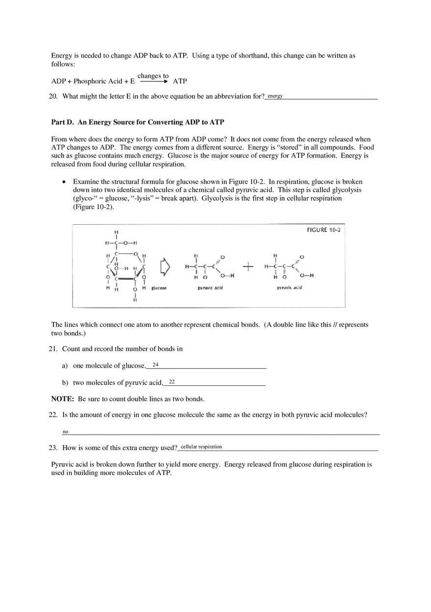 Cell Energy Worksheet - Page 5