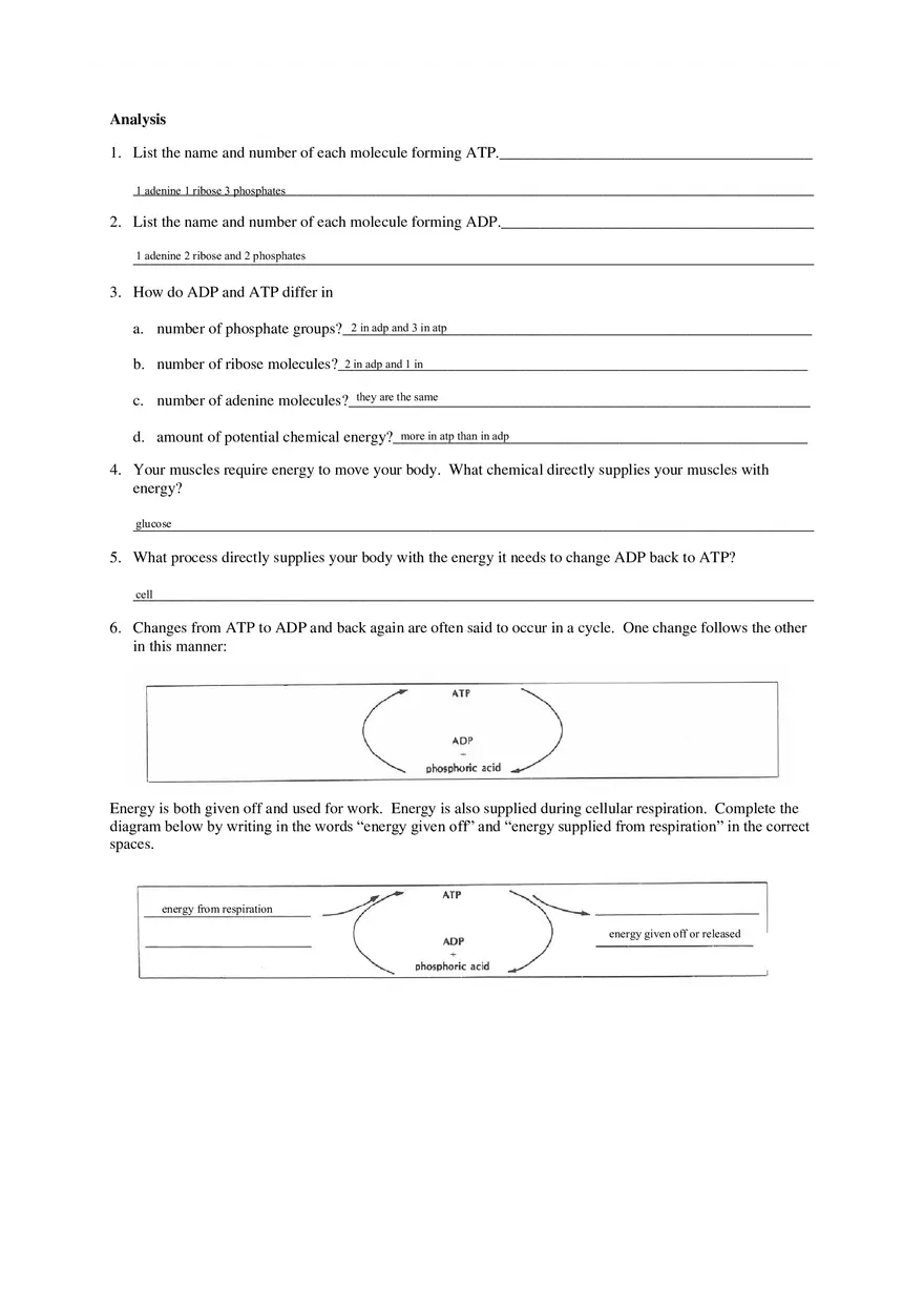 Cell Energy Worksheet - Page 6