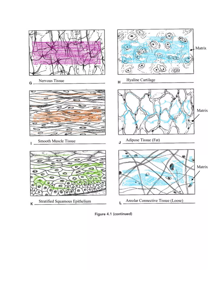 Chapter 4 Tissue Worksheet - Page 13