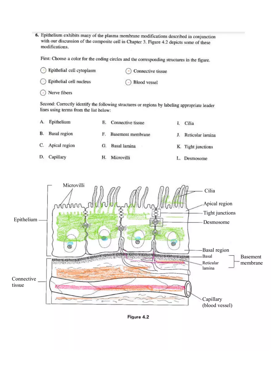 Chapter 4 Tissue Worksheet - Page 16