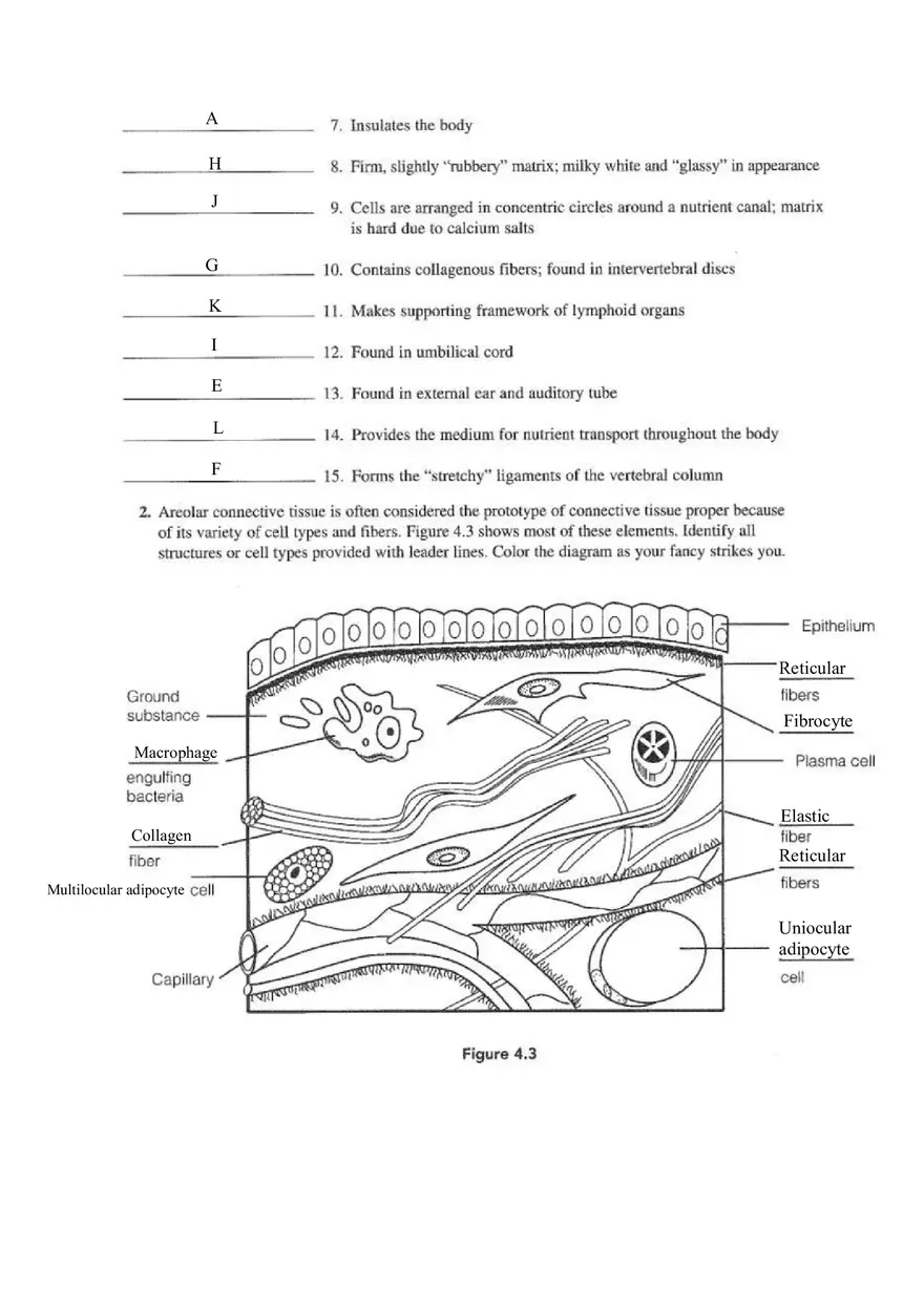 Chapter 4 Tissue Worksheet - Page 19