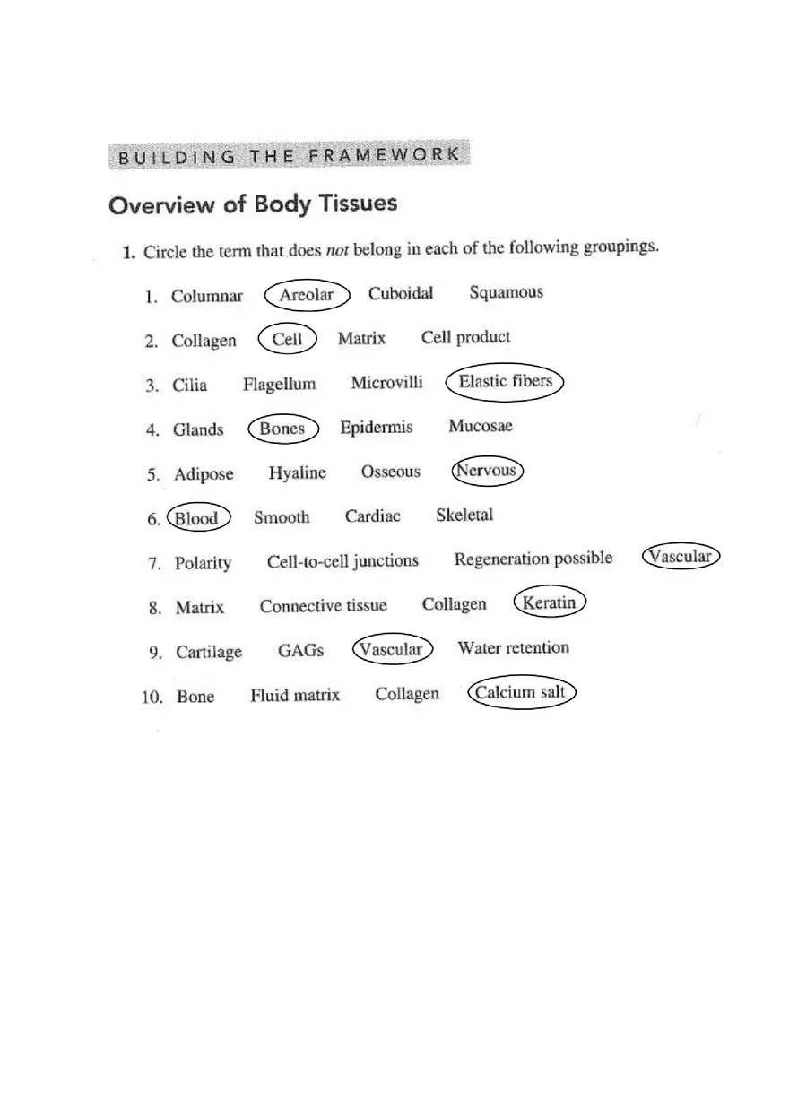 Chapter 4 Tissue Worksheet - Page 1