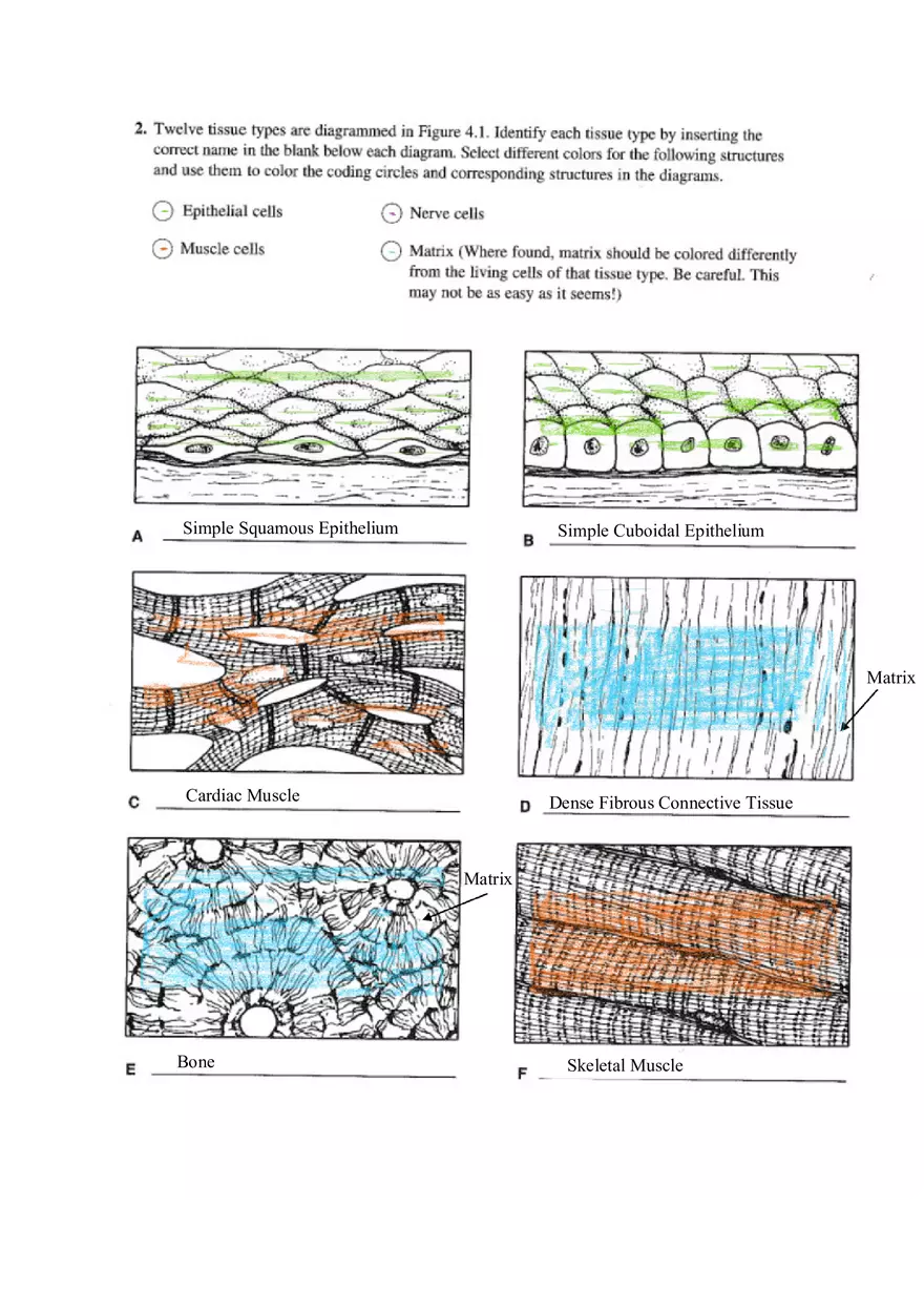 Chapter 4 Tissue Worksheet - Page 2