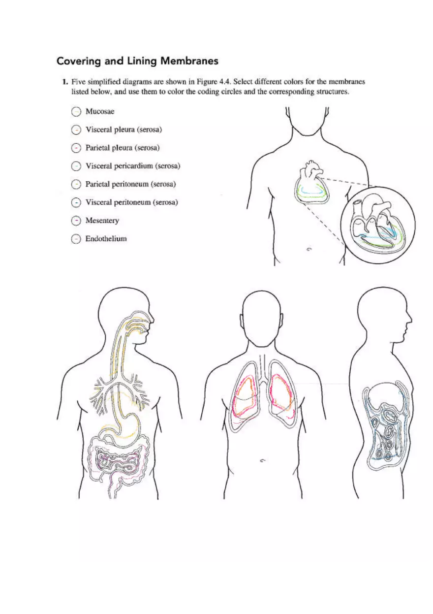 Chapter 4 Tissue Worksheet - Page 4
