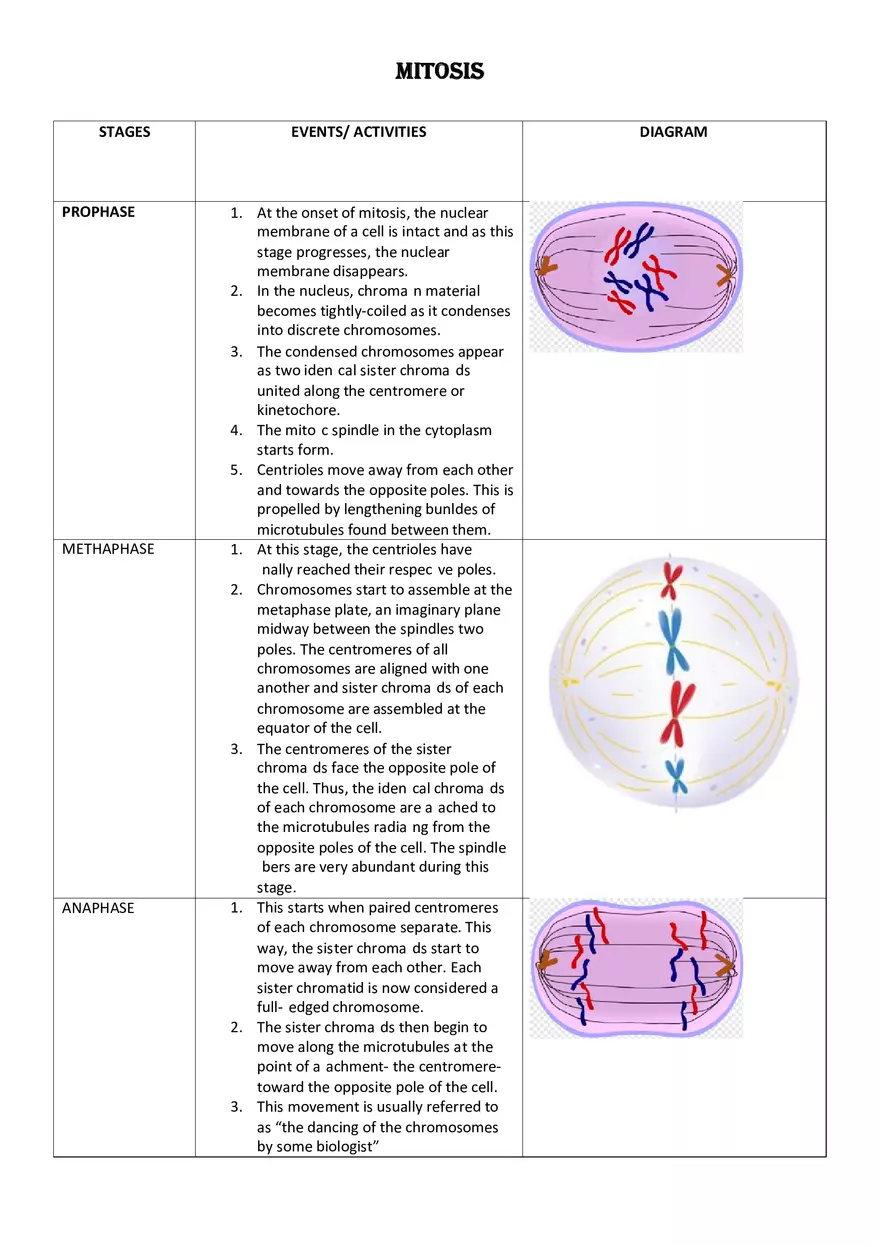 Cell Division - The Stages of Mitosis - Page 1
