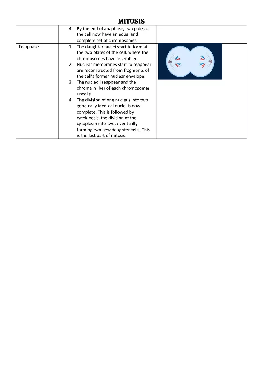 Cell Division - The Stages of Mitosis - Page 2
