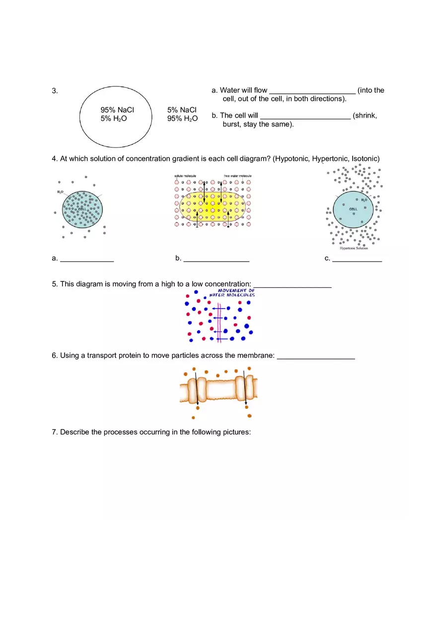Cell Transport Review Worksheets - Page 3
