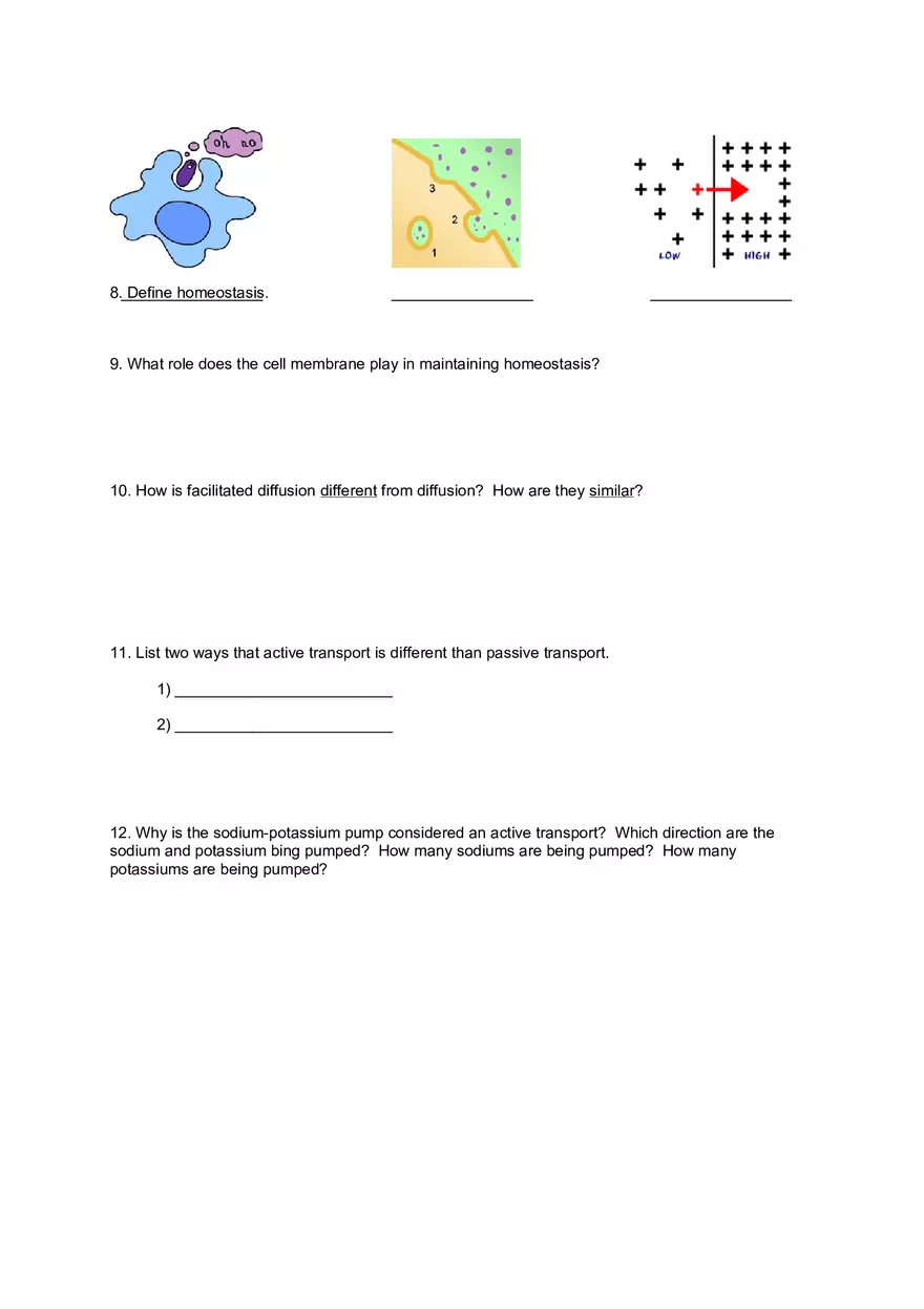 Cell Transport Review Worksheets - Page 4