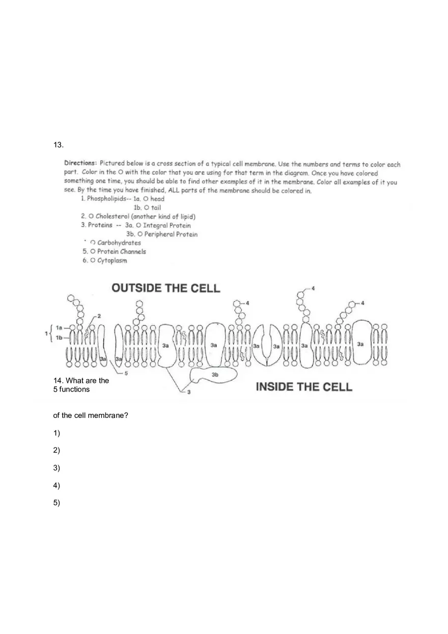 Cell Transport Review Worksheets - Page 5