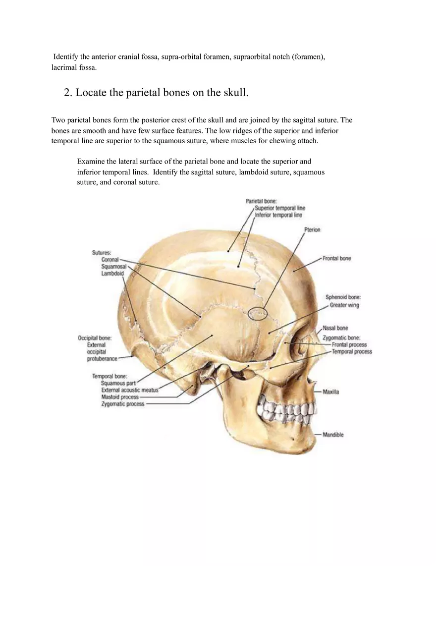 Lab 3 Organization of the Skeletal System - Page 7