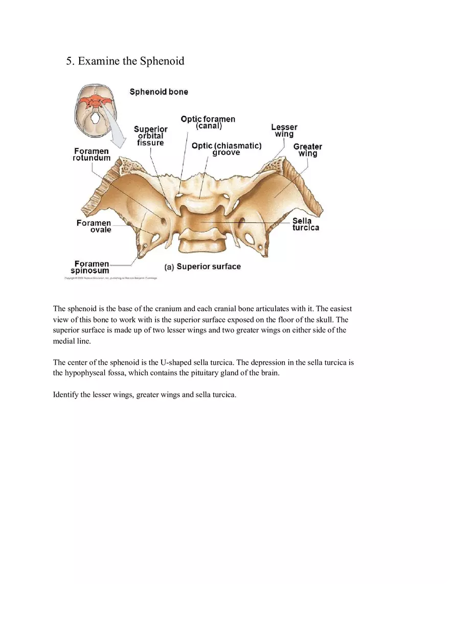 Lab 3 Organization of the Skeletal System - Page 9