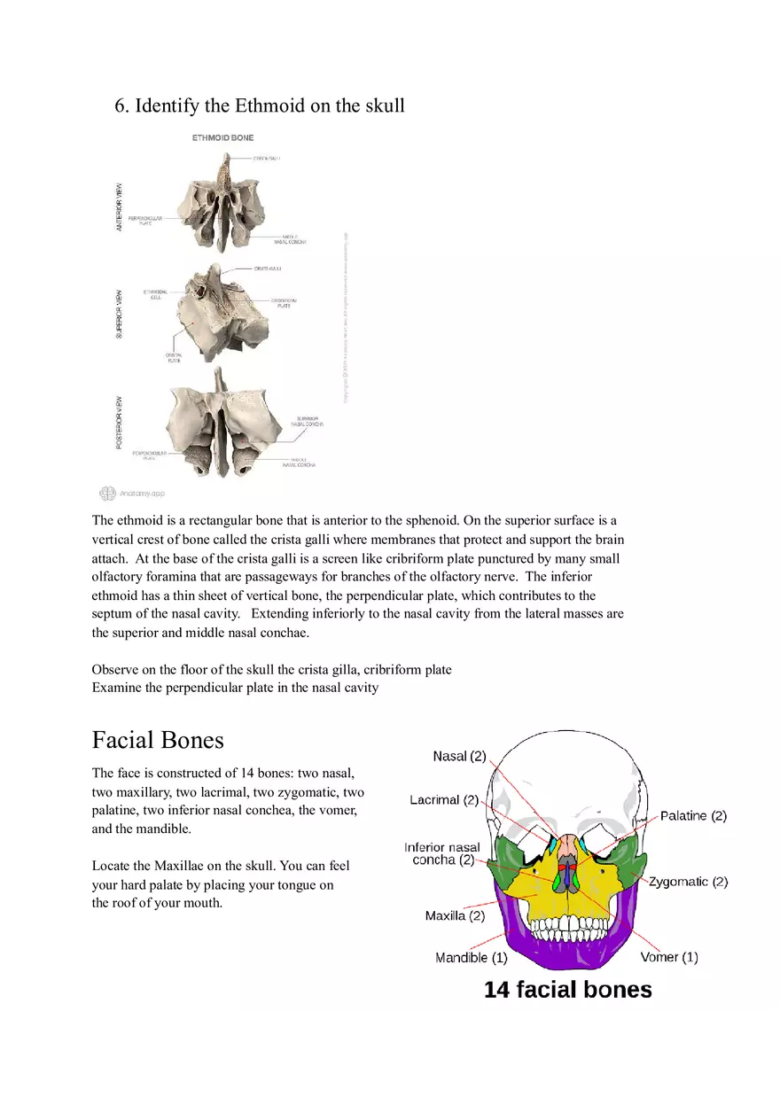 Lab 3 Organization of the Skeletal System - Page 10