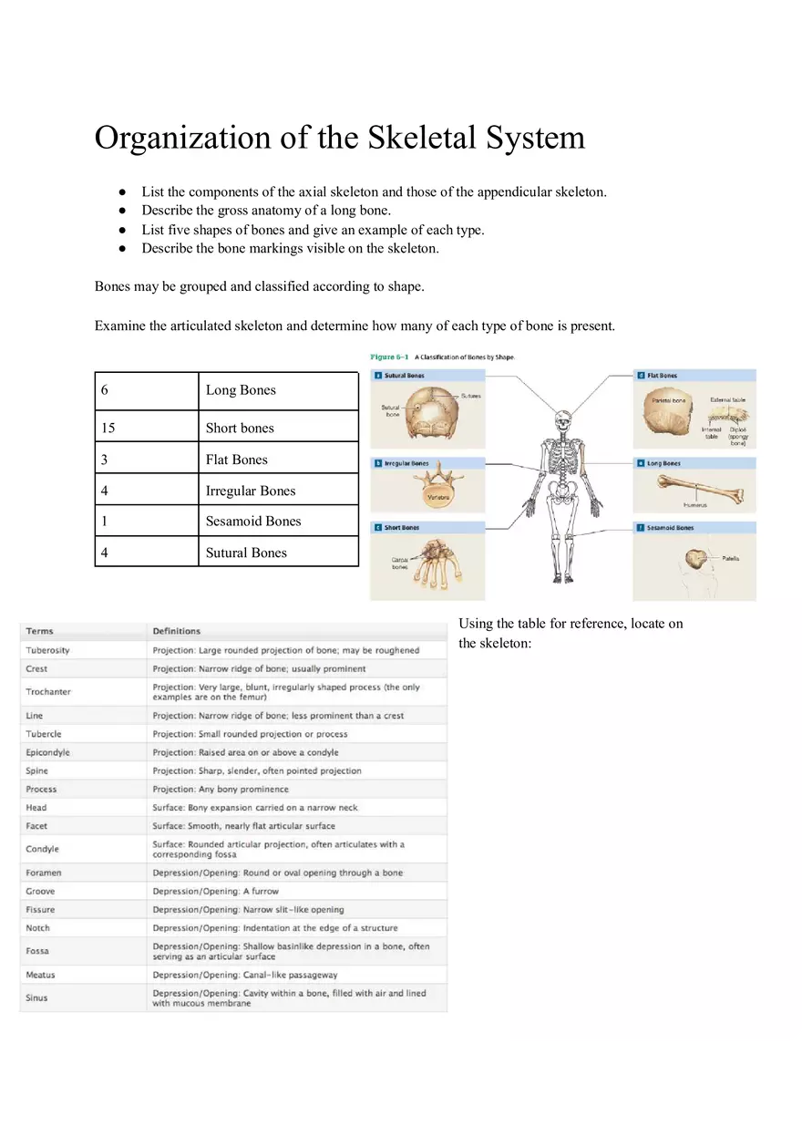 Lab 3 Organization of the Skeletal System - Page 1