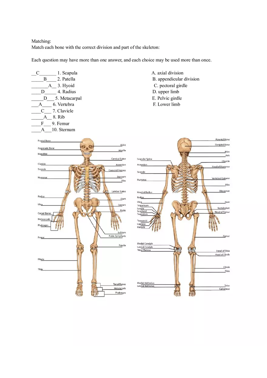 Lab 3 Organization of the Skeletal System - Page 5