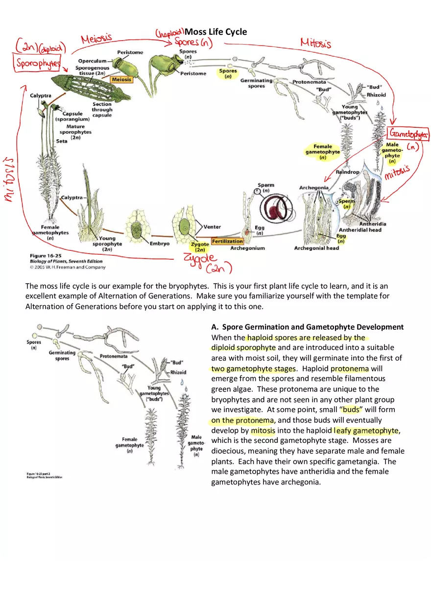 Moss Life Cycle Guide - Page 1