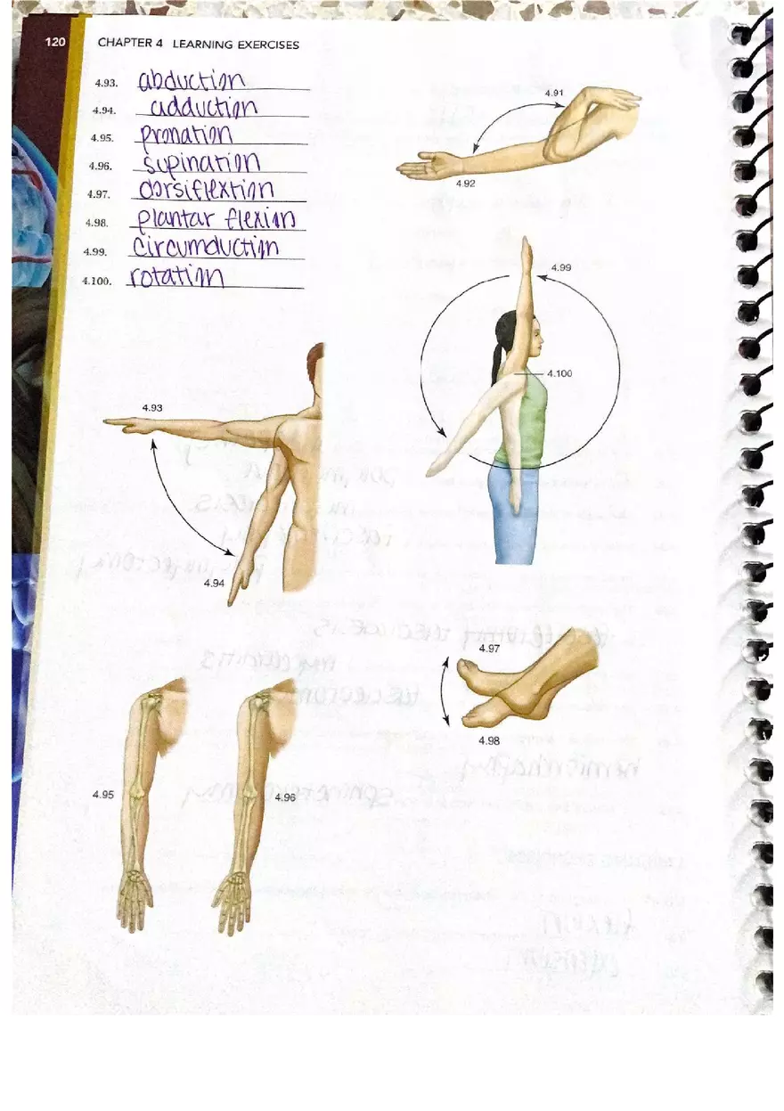 Chapter 4 Questions Muscular Answers - Page 9