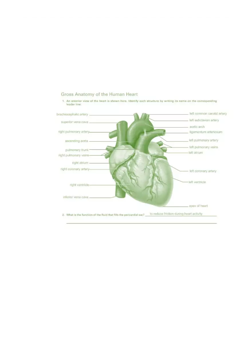 Exercise 20 Anatomy of the Heart - Page 1