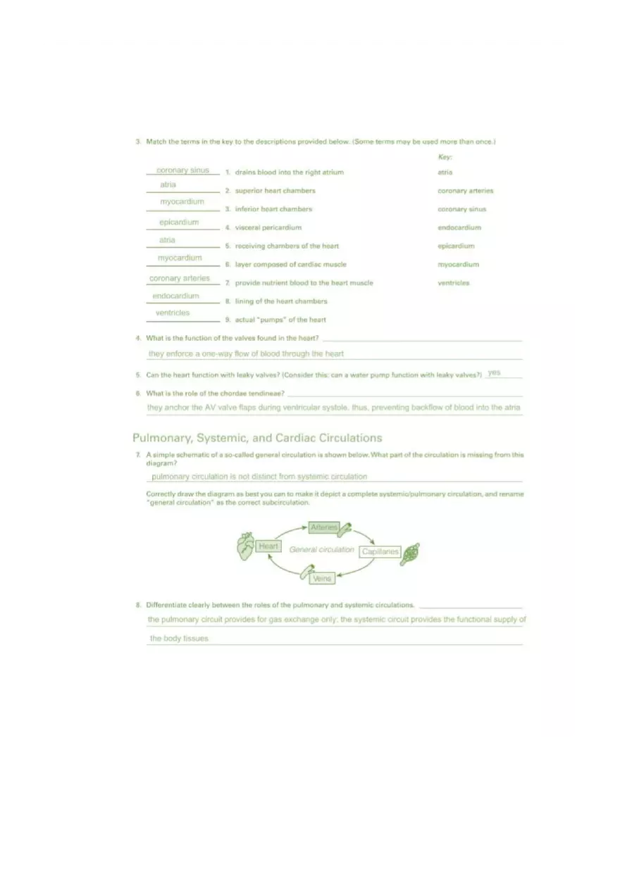 Exercise 20 Anatomy of the Heart - Page 2